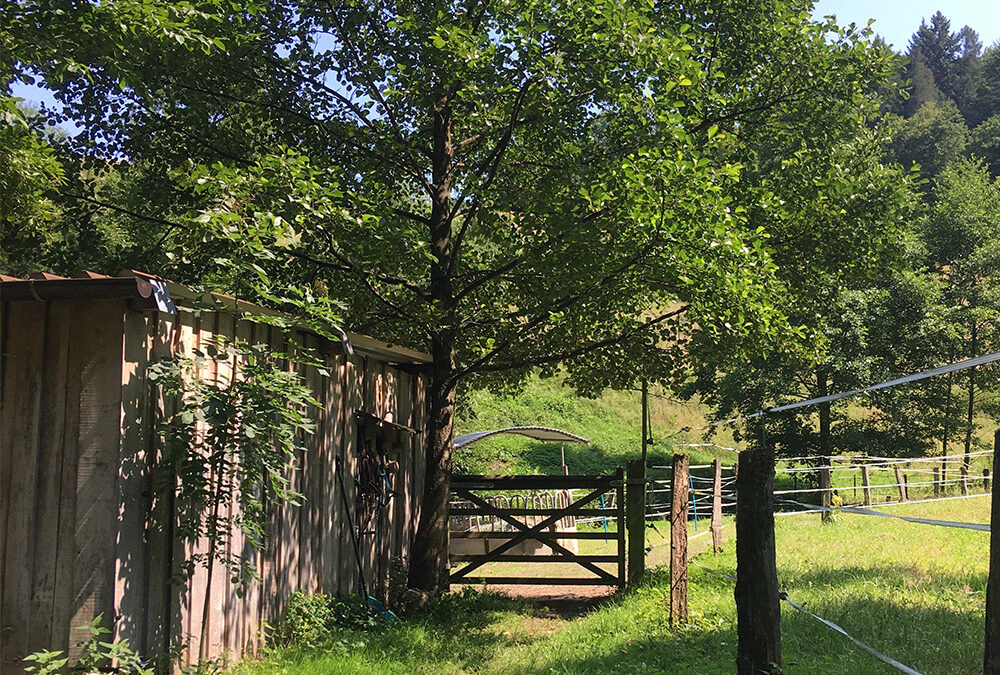 Cercasi struttura aperta per stalla/allevamento di cavalli nell’Odenwald, nei dintorni di Weinheim, Mörlenbach, Birkenau