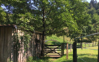 Cercasi struttura aperta per stalla/allevamento di cavalli nell’Odenwald, nei dintorni di Weinheim, Mörlenbach, Birkenau