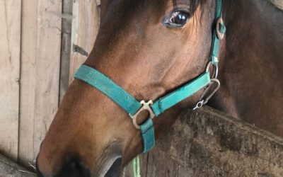 Saving and preserving lives: Become a horse sponsor